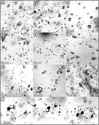 Magmatic-Hydrothermal Processes of Vein-Type Haman-Gunbuk-Daejang Copper Deposits in the Gyeongnam Metallogenic Belt in South Korea